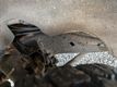 2006 Chevrolet Silverado 1500 CLEAN CARFAX - 23097066 - 71