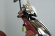 2013 Piaggio BV 350 Includes Warranty! - 22897817 - 7