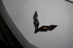 2014 Chevrolet Corvette Stingray *Stingray Z51 3LT* *7-Speed Manual* - 22965361 - 53