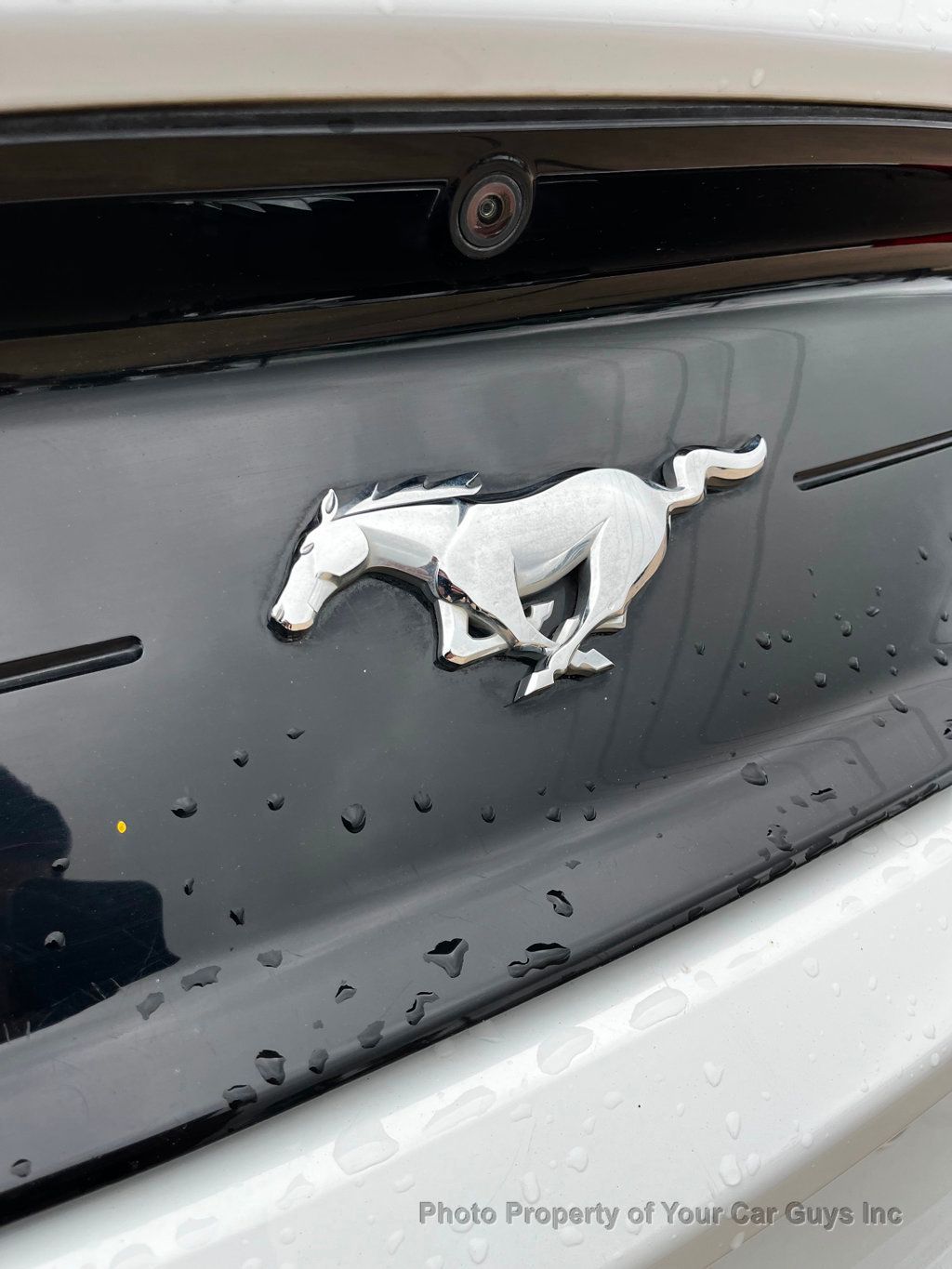 2019 Ford Mustang EcoBoost Fastback - 23040724 - 25